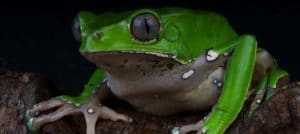 Can An Amazonian Frog Help Cure Addiction?