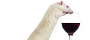 New Alcoholism Study Turns Into (Lab) Rat Race