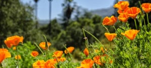 inexpensive rehabs topanga california